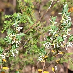 Brachyloma daphnoides at Chiltern, VIC - 26 Oct 2024 by KylieWaldon