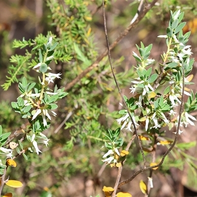 Brachyloma daphnoides at Chiltern, VIC - 25 Oct 2024 by KylieWaldon