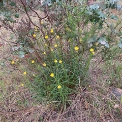 Xerochrysum viscosum (Sticky Everlasting) at Spence, ACT - 23 Oct 2024 by Rosie