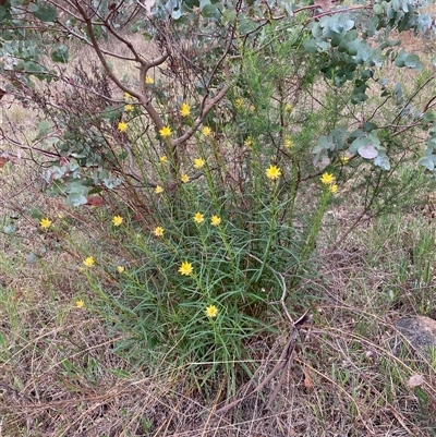 Xerochrysum viscosum (Sticky Everlasting) at Spence, ACT - 23 Oct 2024 by Rosie