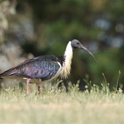 Threskiornis spinicollis (Straw-necked Ibis) at Hawker, ACT - 26 Oct 2024 by AlisonMilton