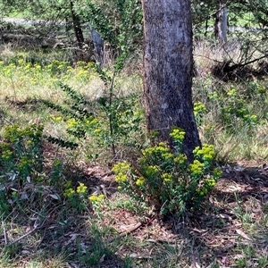 Euphorbia oblongata at Melba, ACT - 21 Oct 2024 12:31 PM