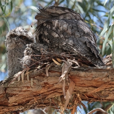 Podargus strigoides (Tawny Frogmouth) at Hawker, ACT - 27 Oct 2024 by AlisonMilton