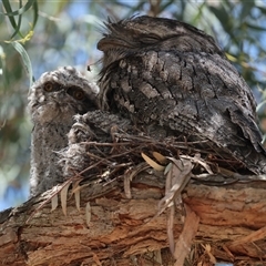 Podargus strigoides at Hawker, ACT - 27 Oct 2024