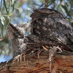 Podargus strigoides at Hawker, ACT - 27 Oct 2024