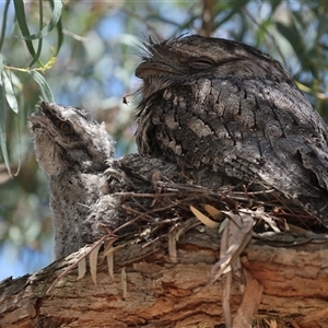 Podargus strigoides at Hawker, ACT - 27 Oct 2024