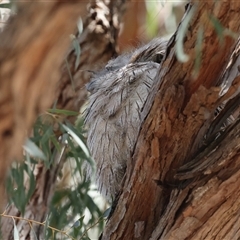 Podargus strigoides at Hawker, ACT - 27 Oct 2024