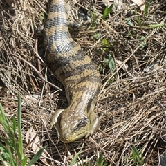 Tiliqua scincoides scincoides (Eastern Blue-tongue) at Weetangera, ACT - 25 Oct 2024 by AlisonMilton