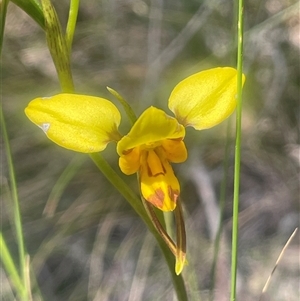 Diuris sulphurea at Nanima, NSW - suppressed