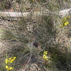 Diuris sulphurea at Nanima, NSW - suppressed