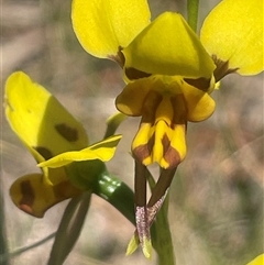 Diuris sulphurea at Nanima, NSW - suppressed