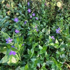 Vinca major (Blue Periwinkle) at Narrabundah, ACT - 27 Oct 2024 by jklem621