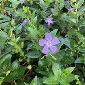 Vinca major at Narrabundah, ACT - 27 Oct 2024