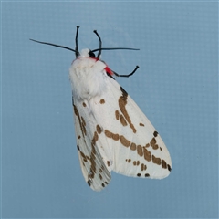 Ardices canescens (Dark-spotted Tiger Moth) at Harrison, ACT - 24 Oct 2024 by DPRees125