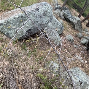 Lycium ferocissimum at Narrabundah, ACT - 8 Oct 2024