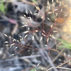 Aira sp. (A Hair Grass) at Nanima, NSW - 26 Oct 2024 by JaneR