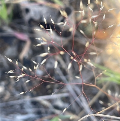 Aira (genus) (A Hair Grass) at Nanima, NSW - 26 Oct 2024 by JaneR