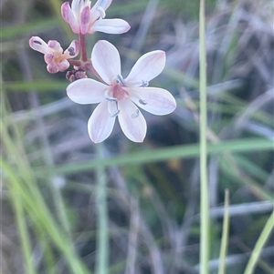 Burchardia umbellata at Nanima, NSW - 26 Oct 2024