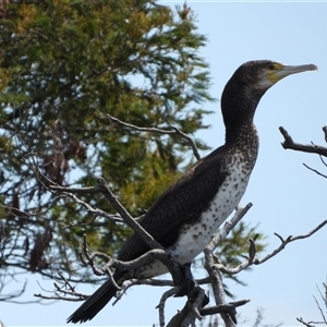 Phalacrocorax varius at Dunlop, ACT - 27 Oct 2024 01:29 PM