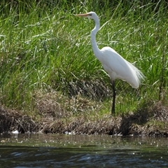 Ardea alba (Great Egret) at Dunlop, ACT - 27 Oct 2024 by LineMarie