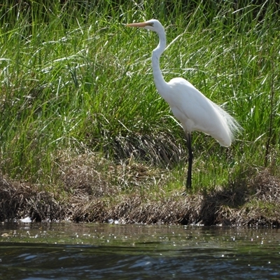 Ardea alba (Great Egret) at Dunlop, ACT - 27 Oct 2024 by LinePerrins