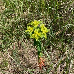 Euphorbia oblongata at Fraser, ACT - 30 Sep 2024 11:46 AM