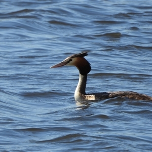 Podiceps cristatus at Dunlop, ACT - 27 Oct 2024