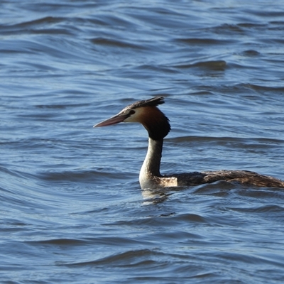 Podiceps cristatus (Great Crested Grebe) at Dunlop, ACT - 27 Oct 2024 by LinePerrins