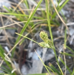 Carex inversa (Knob Sedge) at Nanima, NSW - 26 Oct 2024 by JaneR