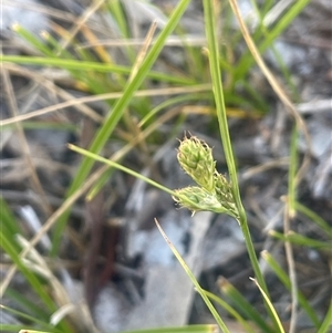 Carex inversa at Nanima, NSW - 26 Oct 2024 12:33 PM