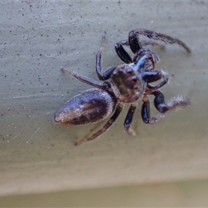 Opisthoncus sp. (genus) at Murrumbateman, NSW - 27 Oct 2024