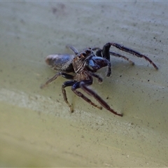 Opisthoncus sp. (genus) at Murrumbateman, NSW - 27 Oct 2024