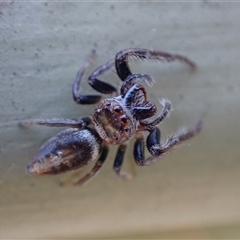 Opisthoncus sp. (genus) at Murrumbateman, NSW - 27 Oct 2024