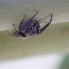 Opisthoncus sp. (genus) at Murrumbateman, NSW - 27 Oct 2024