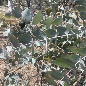 Eucalyptus cinerea at Nanima, NSW - 26 Oct 2024