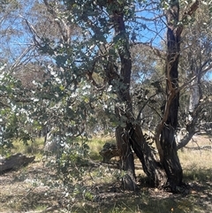 Eucalyptus cinerea at Nanima, NSW - 26 Oct 2024