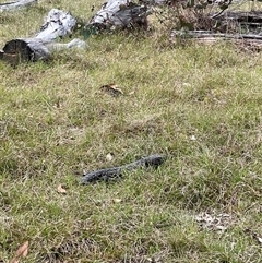 Tiliqua rugosa (Shingleback Lizard) at Forde, ACT - 27 Oct 2024 by crystalholt