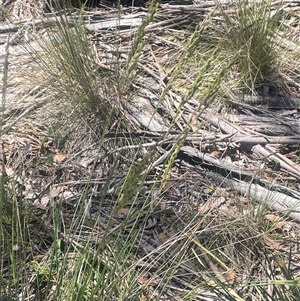 Poa sp. at Nanima, NSW - 26 Oct 2024