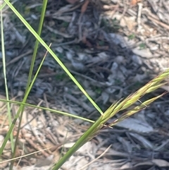 Rytidosperma pallidum (Red-anther Wallaby Grass) at Nanima, NSW - 26 Oct 2024 by JaneR