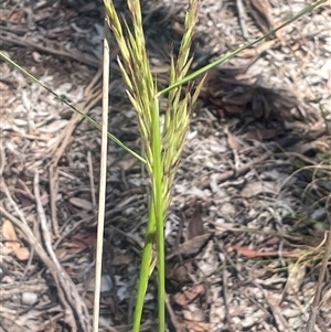 Rytidosperma pallidum at Nanima, NSW - 26 Oct 2024