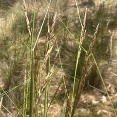 Rytidosperma pallidum at Nanima, NSW - 26 Oct 2024