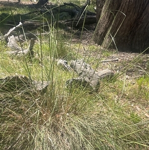 Rytidosperma pallidum at Nanima, NSW - 26 Oct 2024