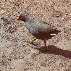 Gallinula tenebrosa (Dusky Moorhen) at Latham, ACT - 24 Oct 2024 by AlisonMilton