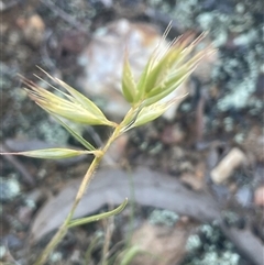 Rytidosperma (genus) (Wallaby Grass) at Nanima, NSW - 26 Oct 2024 by JaneR