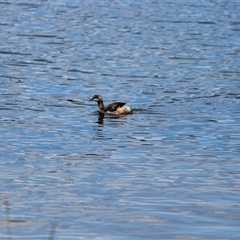 Tachybaptus novaehollandiae (Australasian Grebe) at Amaroo, ACT - 25 Oct 2024 by Chimemera