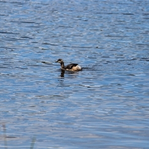 Tachybaptus novaehollandiae at Amaroo, ACT - 25 Oct 2024