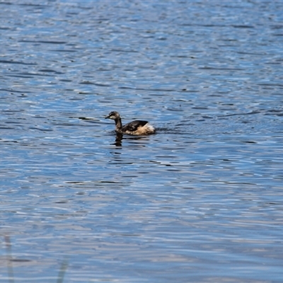 Tachybaptus novaehollandiae (Australasian Grebe) at Amaroo, ACT - 25 Oct 2024 by Chimemera