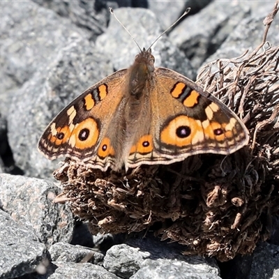 Junonia villida (Meadow Argus) at Latham, ACT - 24 Oct 2024 by AlisonMilton