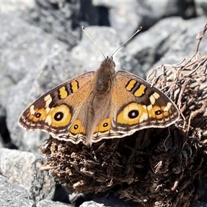 Junonia villida at Latham, ACT - 24 Oct 2024 12:06 PM