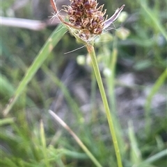 Luzula ovata (Pyramid Woodrush) at Yass River, NSW - 26 Oct 2024 by JaneR